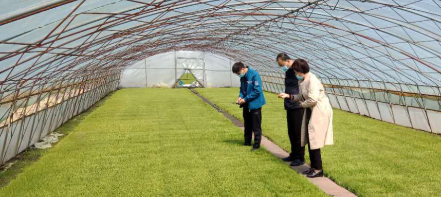 綏棱農技“零距離” 服務下沉田間，科技賦能春耕