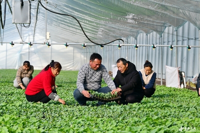 阜南田間煥新機 農技服務進大棚，科技賦能助振興