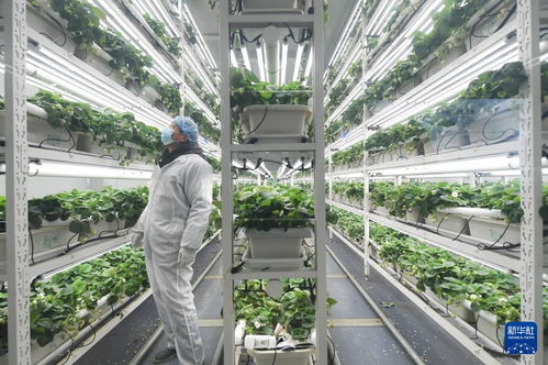 草莓小鎮迎來產銷旺季，農業技術推廣助力產業升級